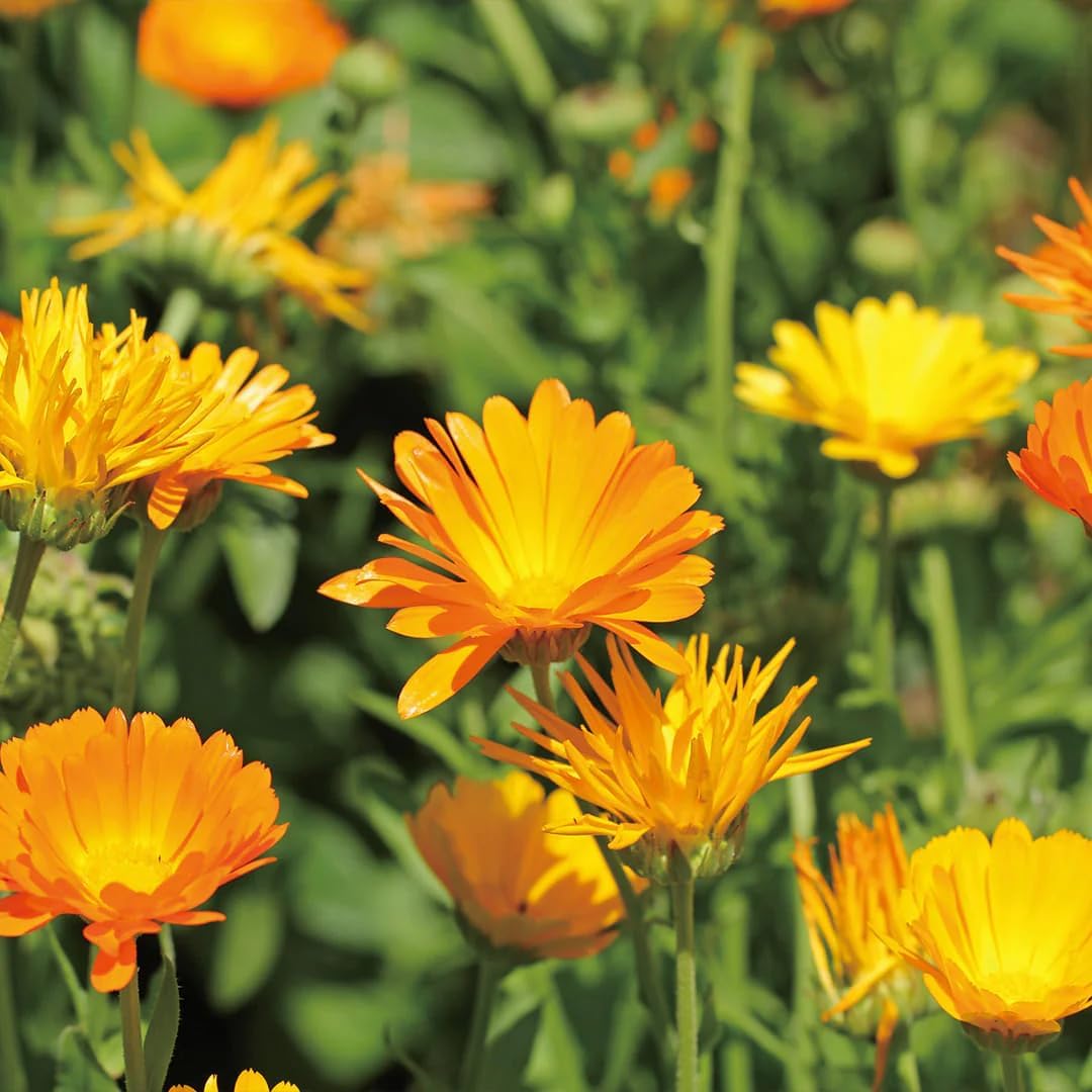 Aromatics International Calendula Hydrosol 100ml | Gentle Aromatic Mist for Daily Use