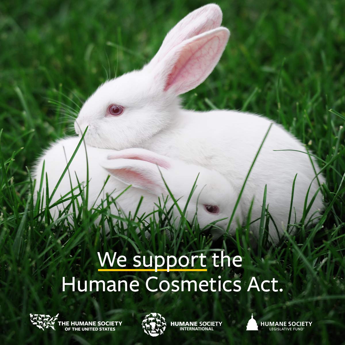 US Organic 100% Pure Clove Bud Essential Oil - USDA Certified Organic, Steam Distilled (10 ml)