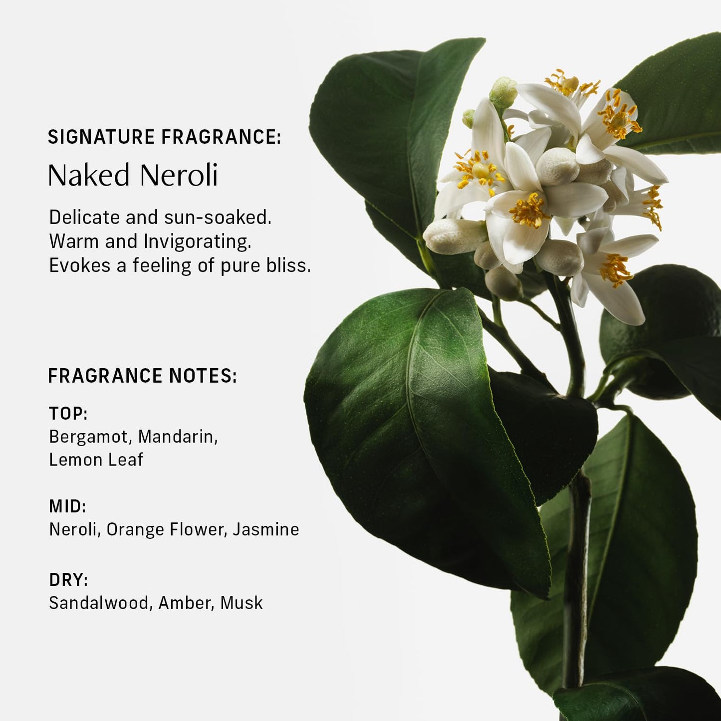 Sensorial Body Wash. Naked Neroli Hydrating Cleanser with Moisture Locking Multi-Oil Complex, Sodium PCA and Glycerin. Nourishing Shower Gel for Women and Men, 16.5 Fl Oz Luxury Bodywash