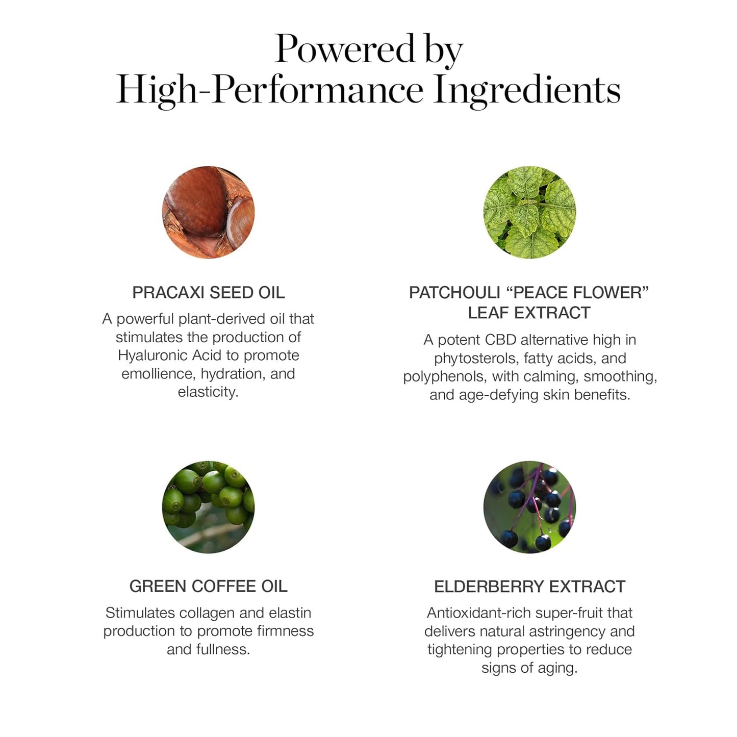 Ogee Sculpted Complexion Foundation Stick (Chestnut 13.75W - Deep Auburn, Rich-Golden Undertones) Full Coverage Foundation Makeup - Instantly Balance & Even Complexion - 70% Organic Ingredients